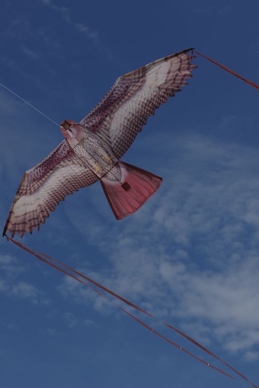 X-Kites Birds of Prey Bussard - X-Kites Birds of Prey --/bilder/big/imgp5901.jpg